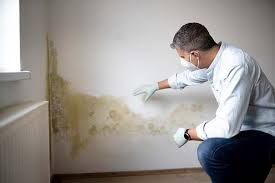 Harris Hill, NY Mold Removal & Remediation Company